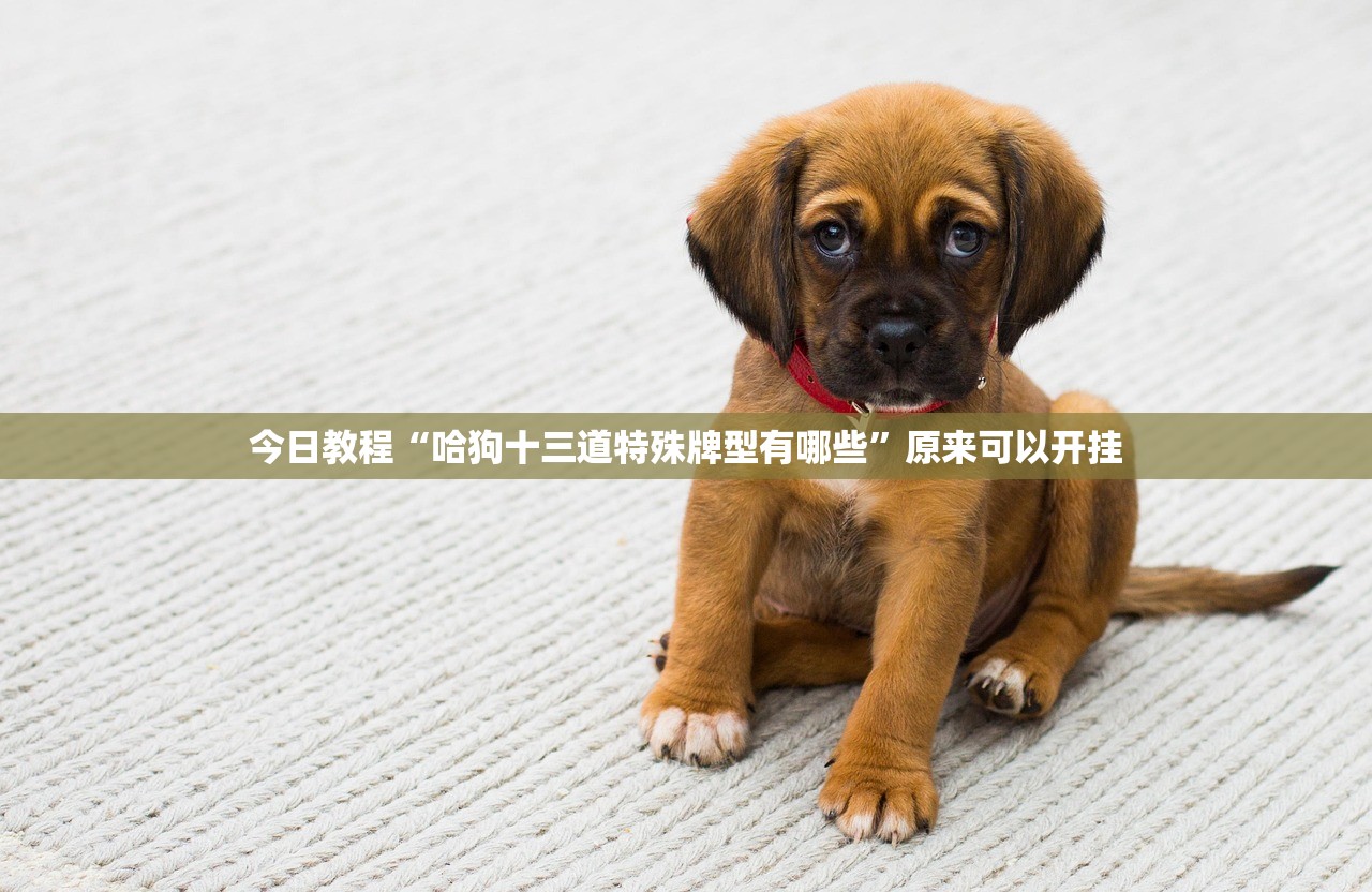今日教程“哈狗十三道特殊牌型有哪些”原来可以开挂