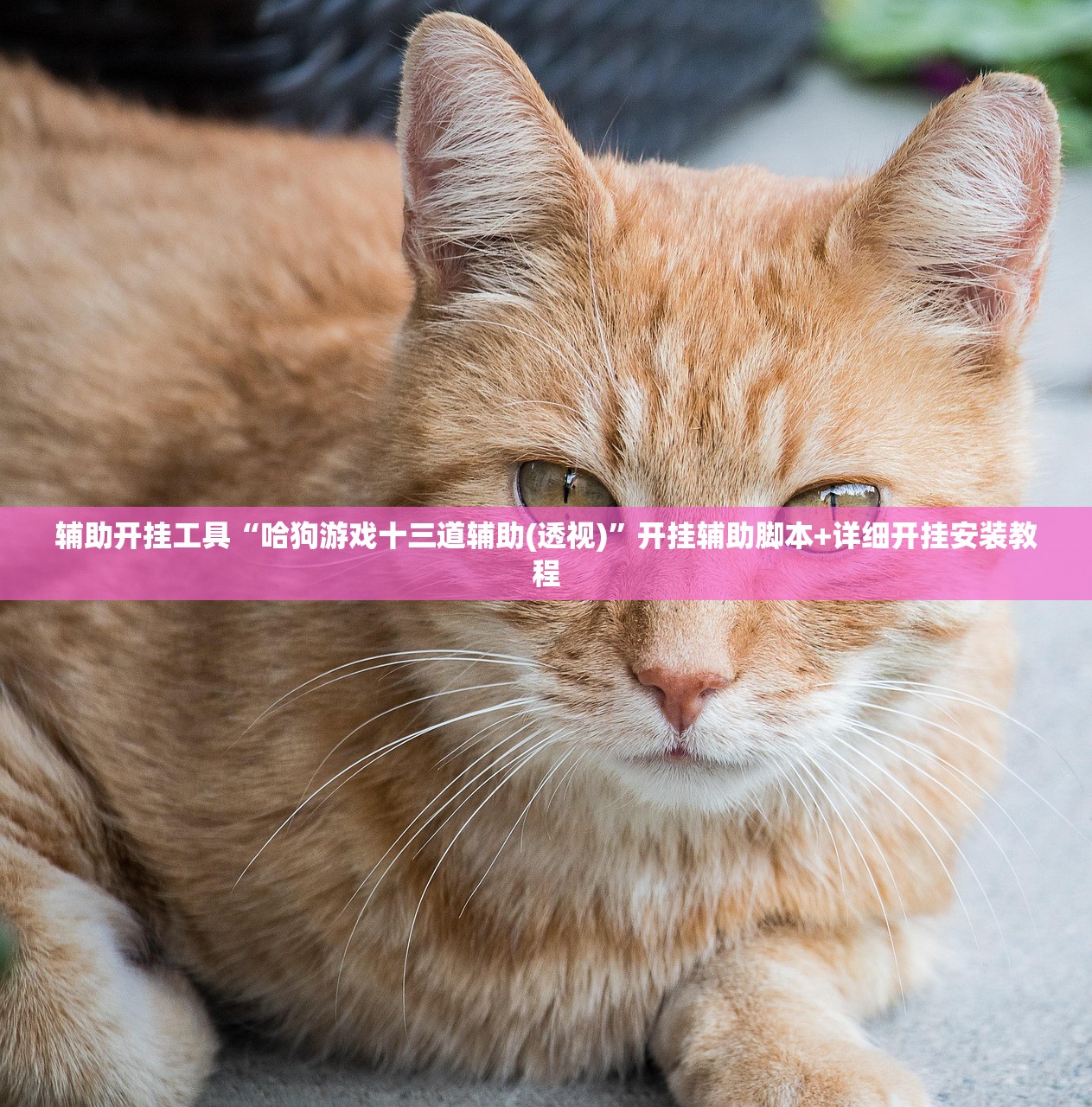 教程更新!：微信跑得快如何一直好牌”细辅助教程分享