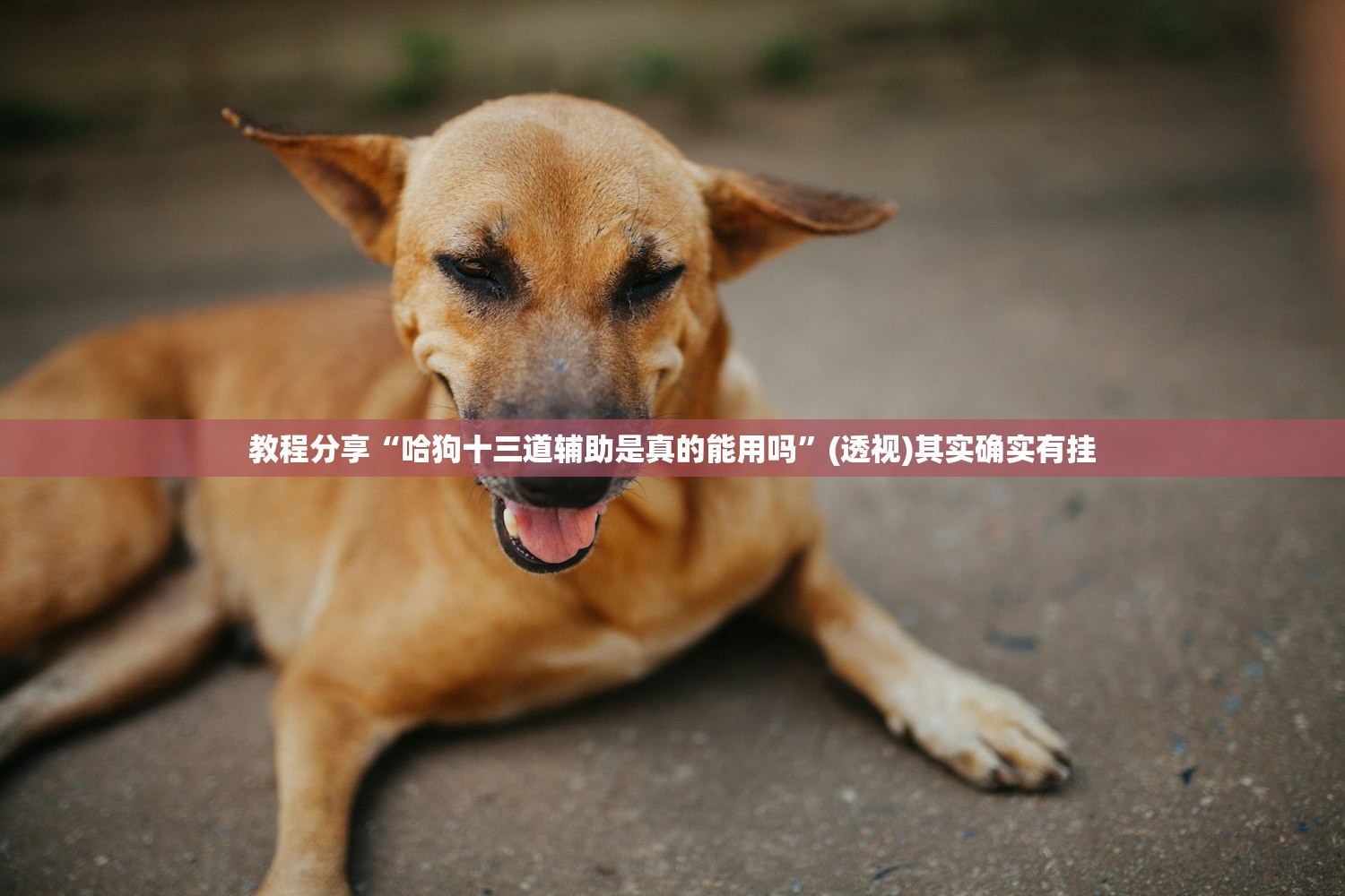 实测分享“达人十三水有挂吗”开挂(透视)最新辅助详细