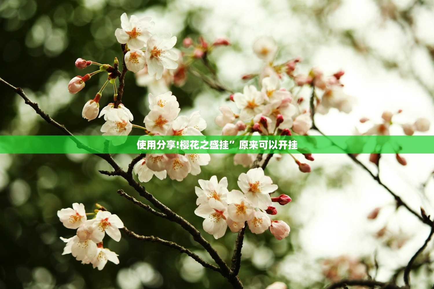 使用分享!樱花之盛挂”原来可以开挂