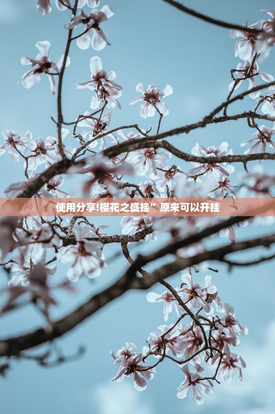 使用分享!樱花之盛挂	”原来可以开挂
