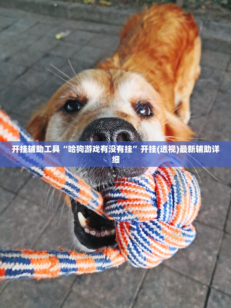 开挂辅助工具“哈狗游戏有没有挂”开挂(透视)最新辅助详细